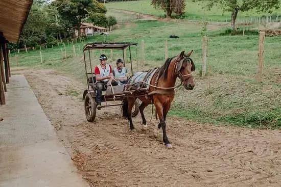 Passeio de Charrete na Rede dos Sonhos