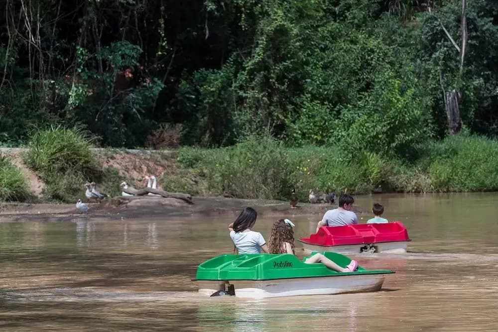 Pedalinho na Rede dos Sonhos
