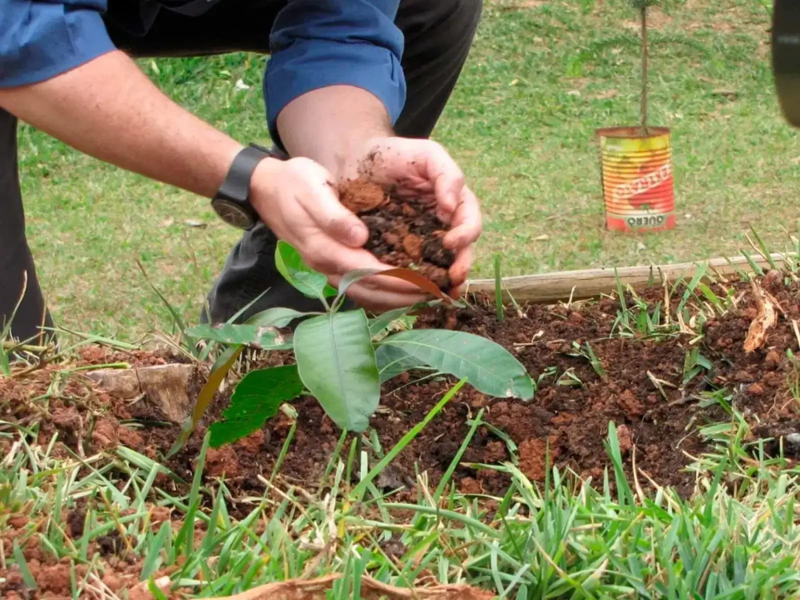 Muda plantada com placa de identificação